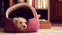Separation Anxiety in Dogs is More Common Than You Think—Here’s How To Recognize and Treat The Signs