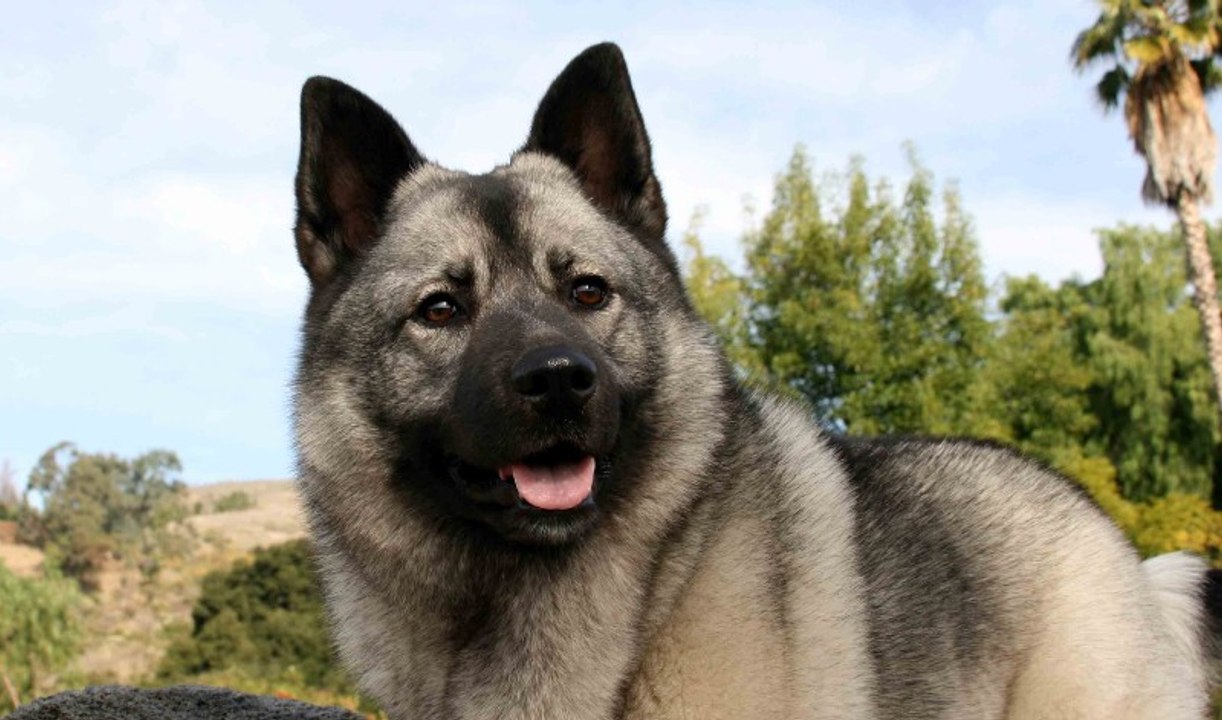 El perro más vago y menos motivado del mundo causa furor en redes sociales
