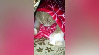 Try Not To Laugh Funny Animals | Funny Pet Videos