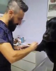 Kan Alınırken Karizmasını Bozmayan Köpek