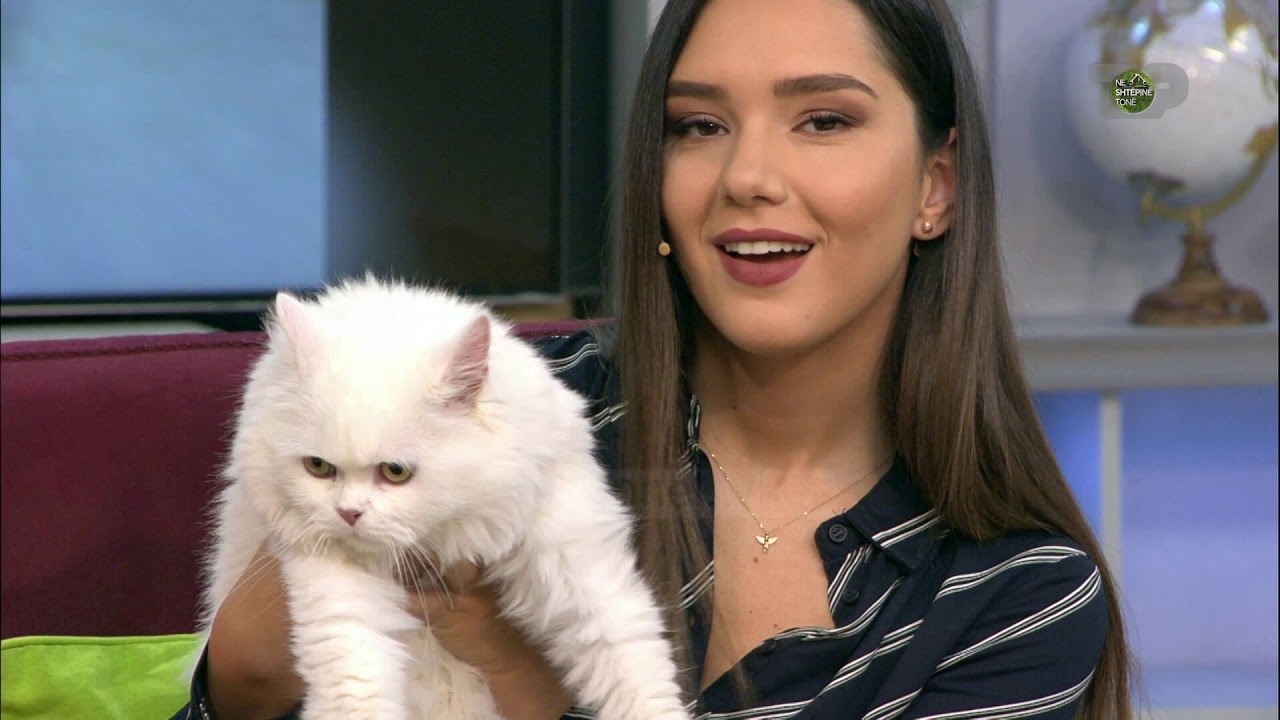 Kafshët shtëpiake - macet Turkish Angora - Në Shtëpinë Tonë, 17 Dhjetor 2019, Pjesa 3