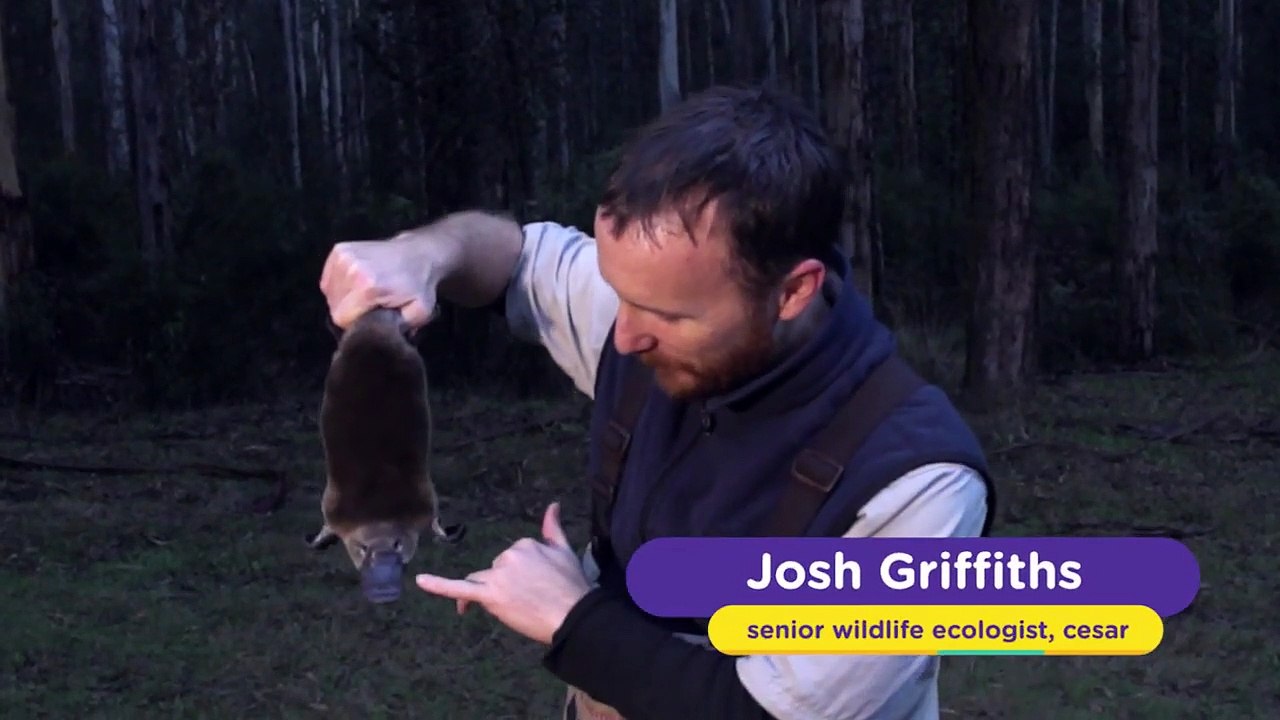 A Little Bit About Platypus