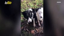 Watch as These Amazing Dogs Saved Their Sheep From Drowning
