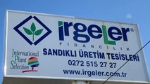 Sandıklı'daki jeotermal serada üretilen meyve fidanları ilgi görüyor