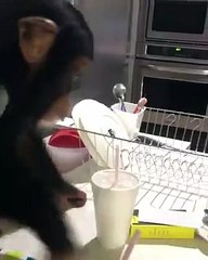 Annesi Tarafından Terk Edilen Yavru ve Hasta Şempanzenin, Kendisine Bakıp İyileştiren Veterineri Görünce Verdiği Yürek Isıtan Tepkisi