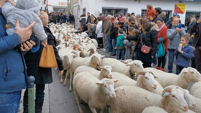Vauvert : transhumance avec le berger Jimmy Félon