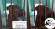 Ces bandes dessinées touchantes racontent l'histoire de chiens accueillis dans un refuge