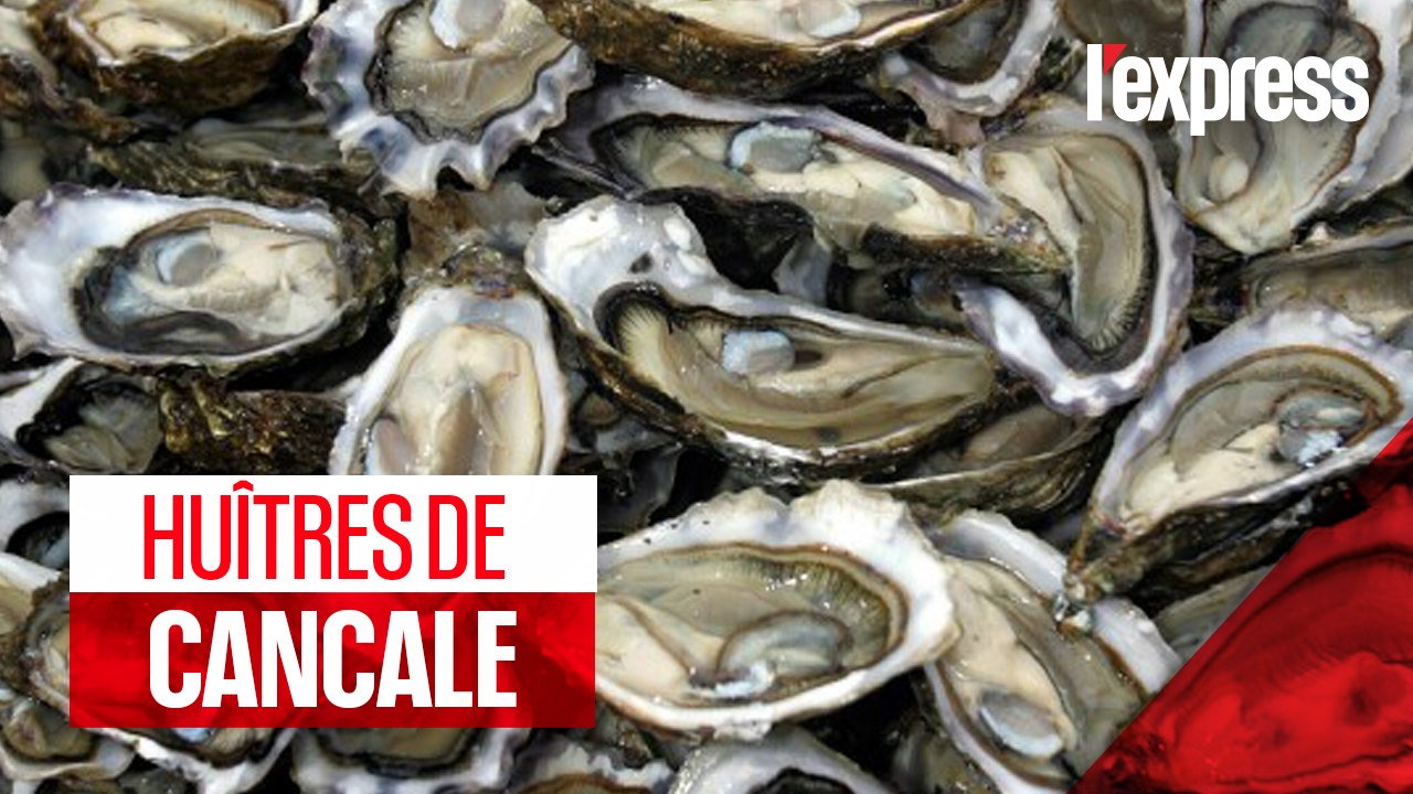 Huîtres de Cancale : le port de la Houle en effervescence