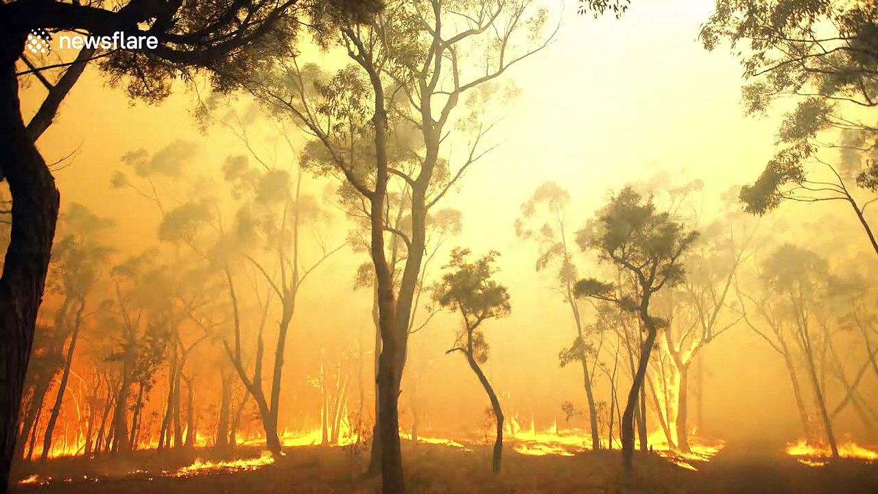 Close-up footage of bush fires raging through Blue Mountains near Sydney Australia