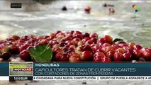 Honduras: cafetaleros se declaran en crisis ante falta de mano de obra