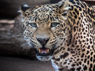 La desesperada lucha por sobrevivir de un hombre atacado por un leopardo