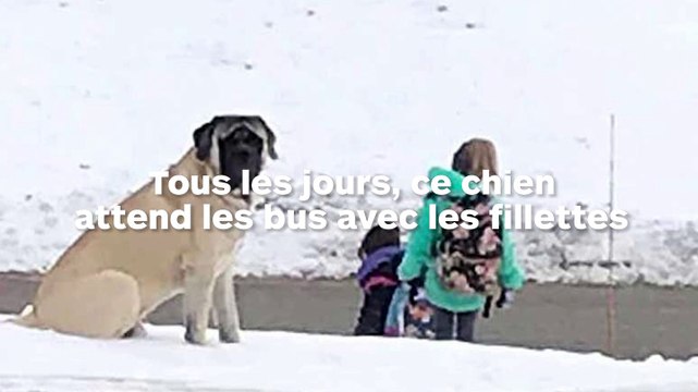 Ce très gros chien attend tous les jours le bus avec deux fillettes