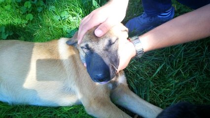 Sokak köpeğinin burnuna batan olta iğnesi belediye ekiplerince çıkarıldı