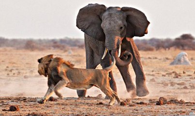 La Ley de la Selva: las peleas más brutales entre animales salvajes