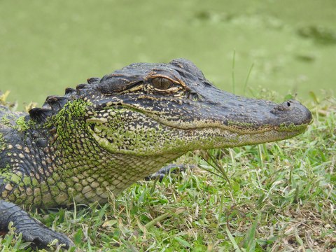 Estos turistas se cagan por la pata cuando un caimán curioso sube a su bote