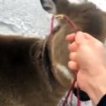 Ce Canadien a secouru trois cerfs coincés sur un lac gelé malgré le danger.