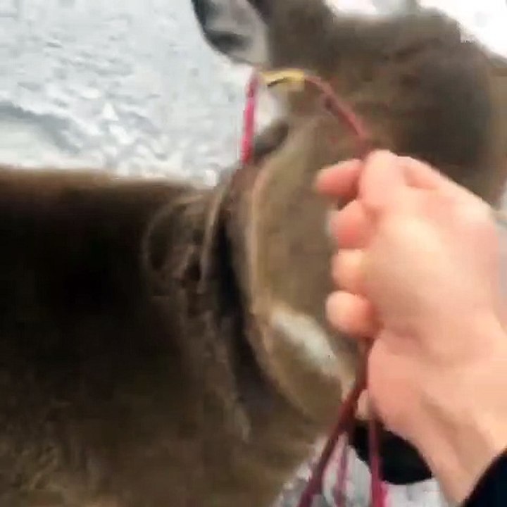 Ce Canadien a secouru trois cerfs coincés sur un lac gelé malgré le danger.