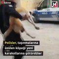Edirne’de polislerin karakolun önünde beslediği köpek, karakol taşınınca psikolojisi bozuluyor ve çok üzülüyor. Bu durumu fark eden polisler, köpeği ekip otosuyla yeni karakolun olduğu yere götürüyorlar...