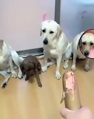 Minik Dostlarını “Salamı Kim Yedi” Sorusuna Karşı Satan Lablador Çetesi