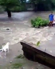 Sele Kapılan Köpeği Kurtarmak İçin Canını Hiçe Sayan Cesur Yürek