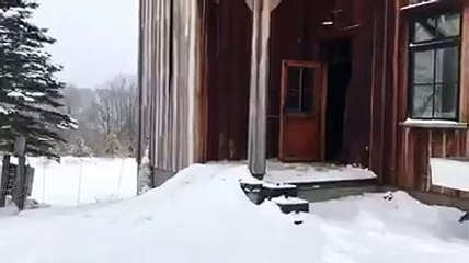 Dışarı Çıkmanın Pek de İyi Bir Fikir Olmadığına Kanaat Getiren Ördek Sürüsü