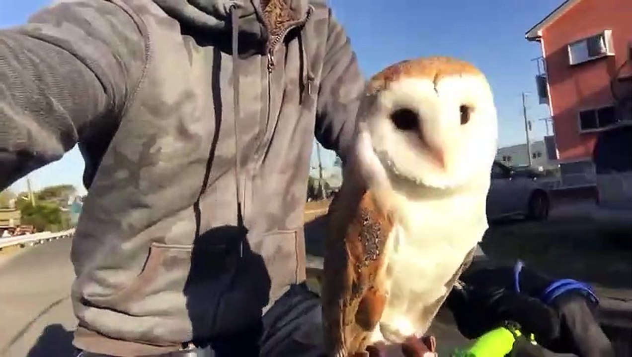 Trop mignon : cette chouette fait du vélo sur le guidon de cet homme !