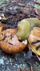 Regardez cette énorme limace qui dévore un beignet !