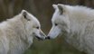 La feroz y sangrienta batalla entre lobas por defender a sus crías