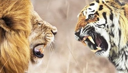 El tigre y la leona se compinchan para atacar a traición al caballo