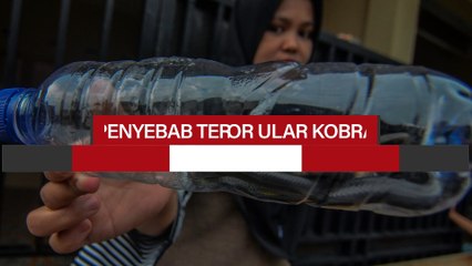 Mengapa Ular Kobra Ada di Perumahan Warga?
