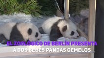 El zoológico de Berlín presenta en sociedad a dos bebés pandas gemelos