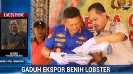 Gaduh Ekspor Benih Lobster