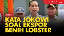 Edhy Prabowo Ekspor Benih Lobster, Ini Kata Presiden Jokowi