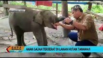 Seekor Anak Gajah Terjerat Selama 3 Hari di Lahan Hutan Riau