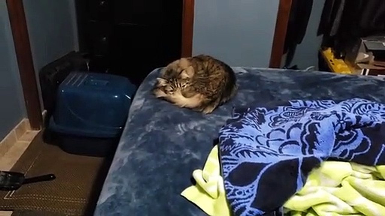 Cute cat sleeping || Cute Cat Sleeps with Her Tail Covering Her Face || Cat's Videos