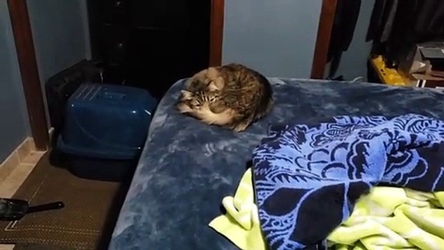 Cute cat sleeping || Cute Cat Sleeps with Her Tail Covering Her Face || Cat's Videos