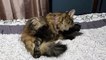 Cat's Videos || Cute Cat Grooms Herself with Her Legs Apart || Cat Nibbles on Her Paw