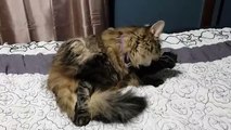 Cat's Videos || Cute Cat Grooms Herself with Her Legs Apart || Cat Nibbles on Her Paw