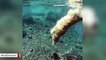Dog Goes Treasure Hunting Underwater