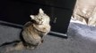 Cat's Videos | Cute Cat Moving Around Doing Random Things | Animal Videos