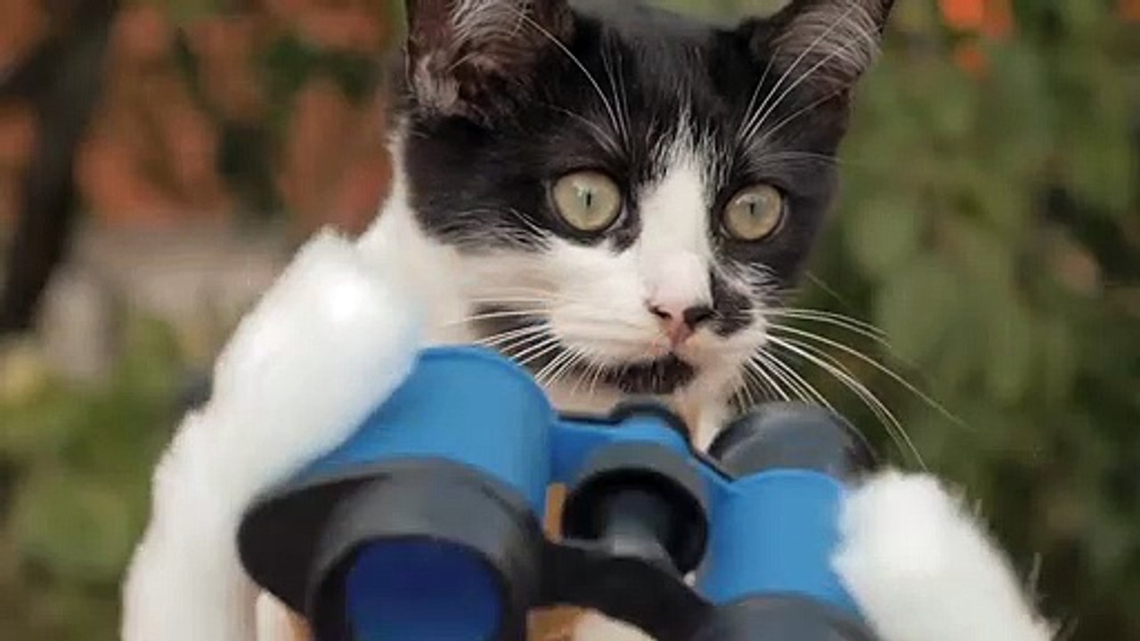 Cats vs Zombies