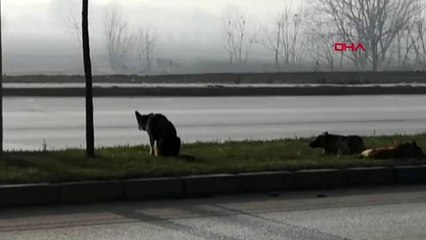 Bursa köpek yavruları, yaralı annelerinin başından ayrılmadı