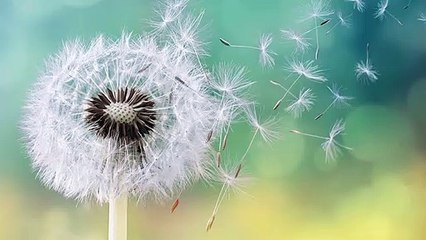 Specialists with a solution to allergies | Peak ENT and Voice Center