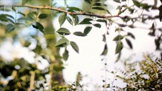 David Gilmour on songwriting and lyrics - David Gilmour: Wider Horizons - Preview - BBC Two