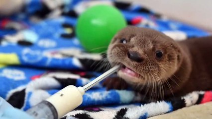 Retour sur les principaux sujets animaliers de 2019