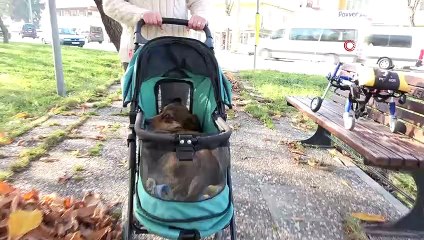 Sevginin gücü felci yendi