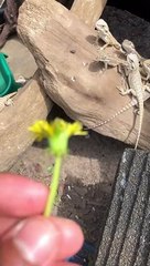Baby Bearded Dragons Enjoy Some Sunshine