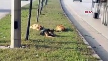 Köpek yavruları yaralı annelerinin başından ayrılmadı