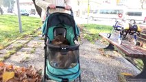 Bursalı Hayvansever, Sahiplendiği Felçli Köpeği Yeniden Yürüttü