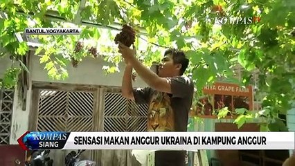 Unik, Ada Kampung Anggur di Daerah Bantul